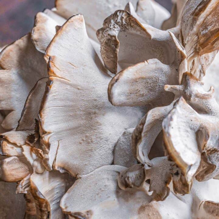 Guide to Hen of the Woods or Maitake Mushrooms Forager Chef