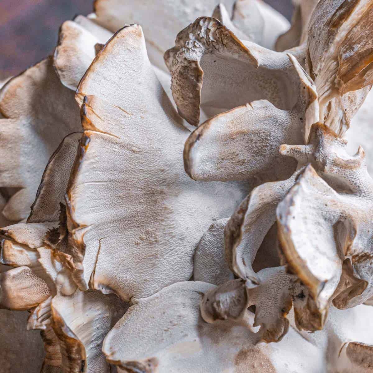 Sheepshead Mushroom Identification