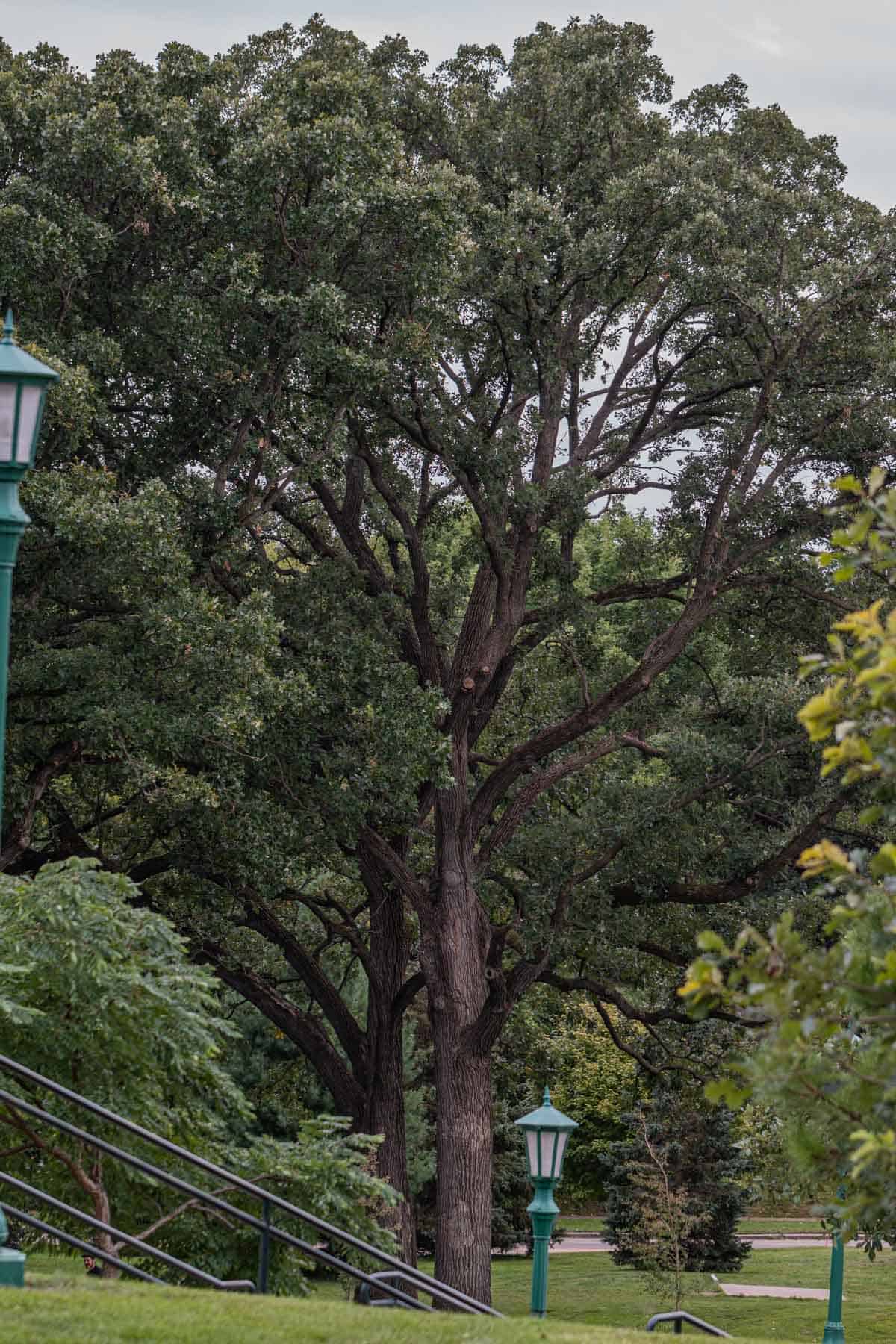 A red oak tree that produces hen of the woods