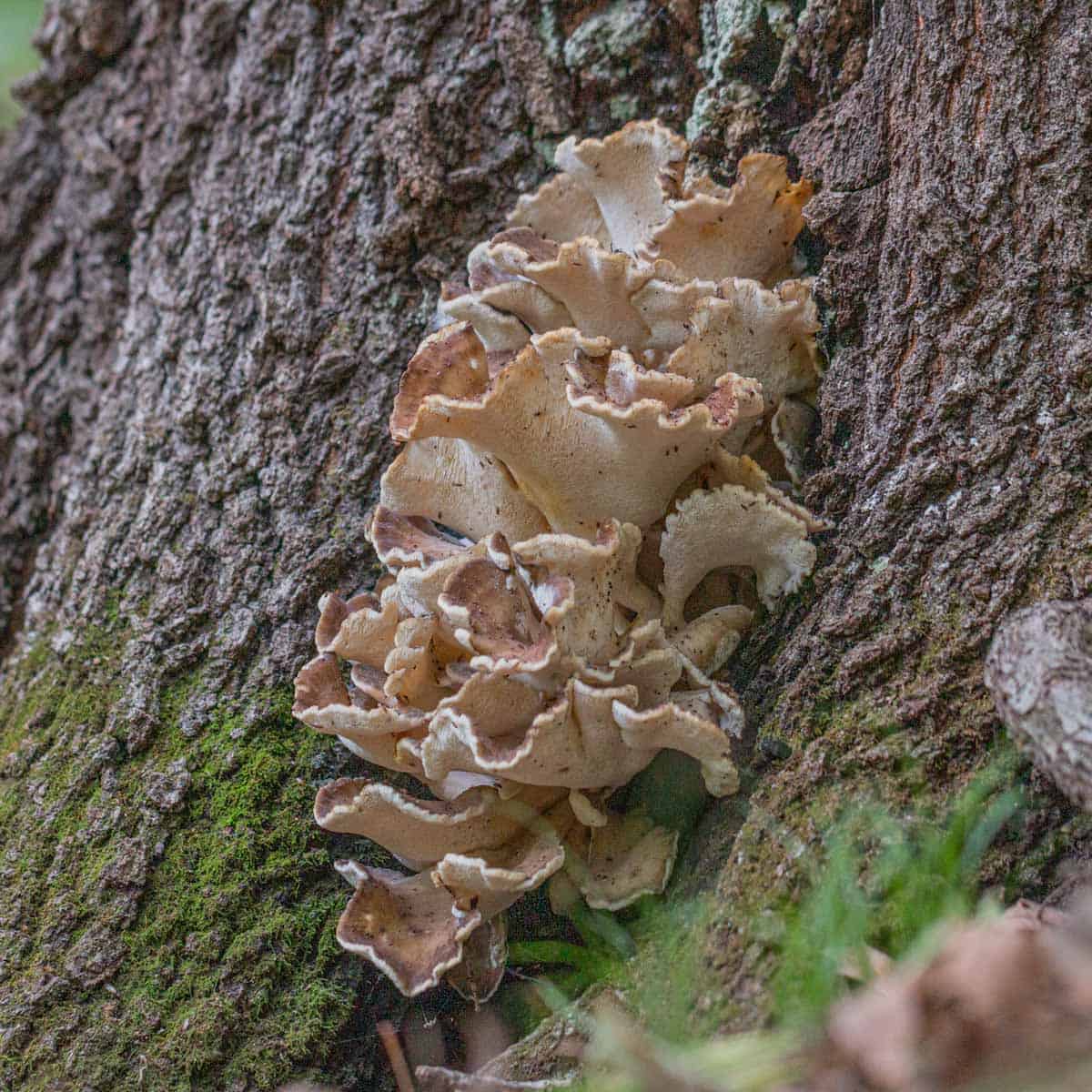 Cooking with the hen of the woods core
