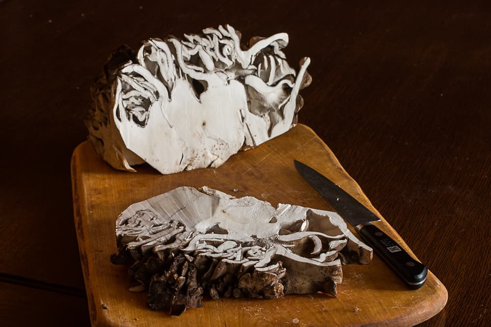 Cutting steaks from a hen of the woods mushroom, maitake, or Grifola frondosa