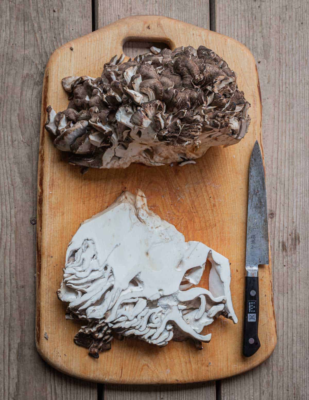 Cutting steaks from a hen of the woods mushroom, maitake, or Grifola frondosa