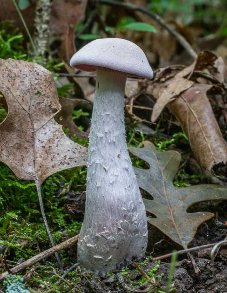purple laccaria mushroom growing in the woods 