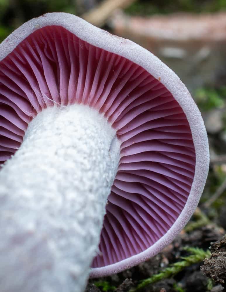 Close up of the purple gills of Laccaria ochropurpurea 