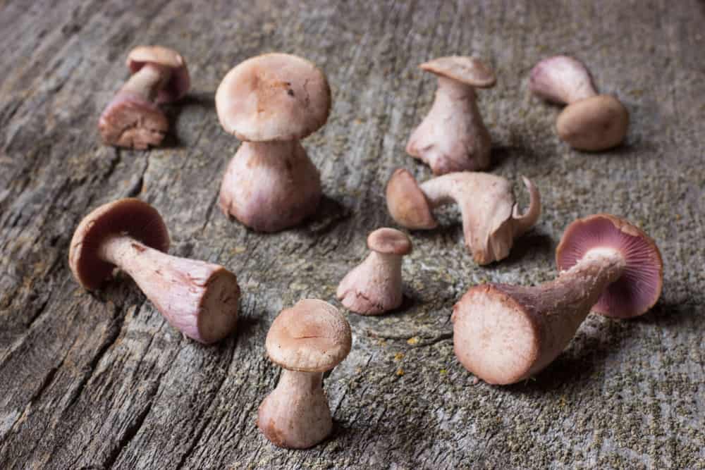 Purple Laccaria Mushroooms or Laccara Ochropurpurea