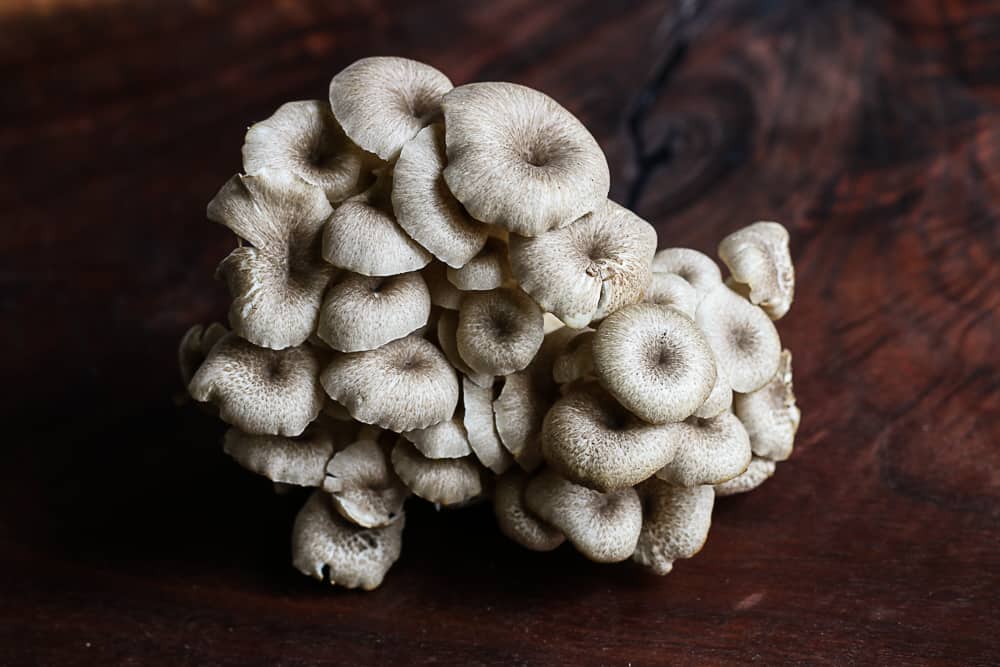 Young umbrella polypore or Polyporus umbellatus mushroom