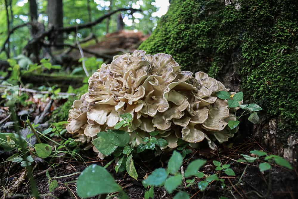 Young hen of the woods mushroom, maitake, or Grifola frondosa