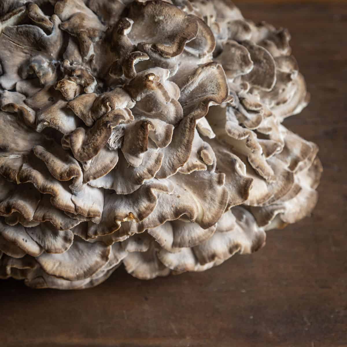 hen of the woods maitake mushroom grifola frondosa