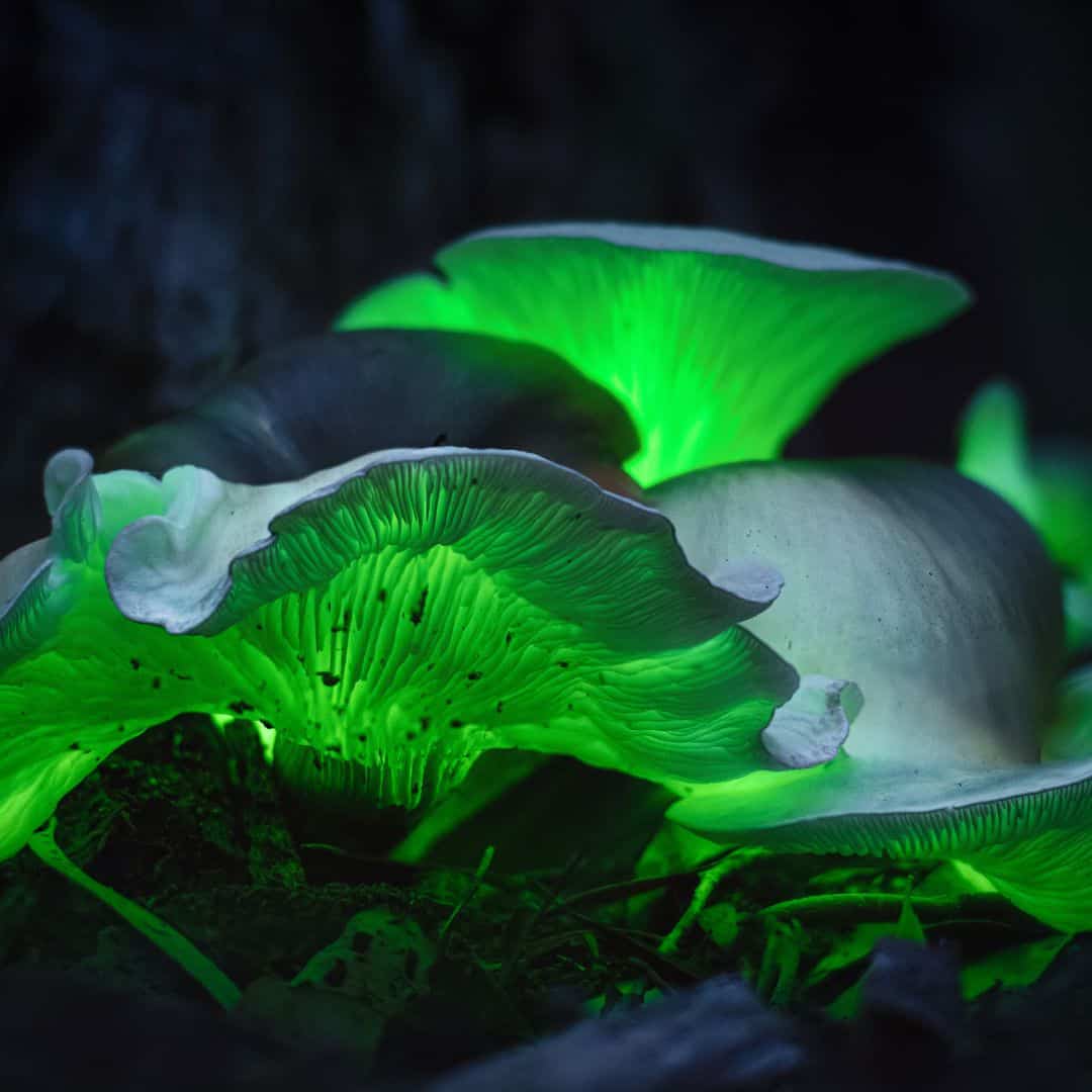 glowing bio luminescent jack o lantern mushrooms 