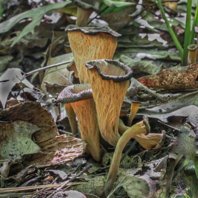 Black trumpet mushrooms (Craterellus fallax) in a forest