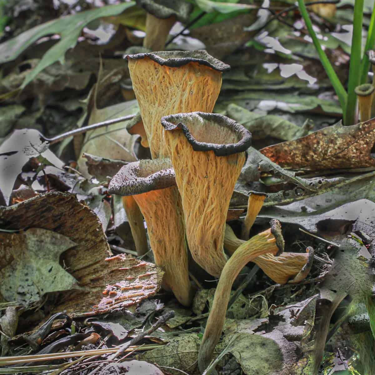 Black trumpet mushrooms or Craterellus fallax in the woods 