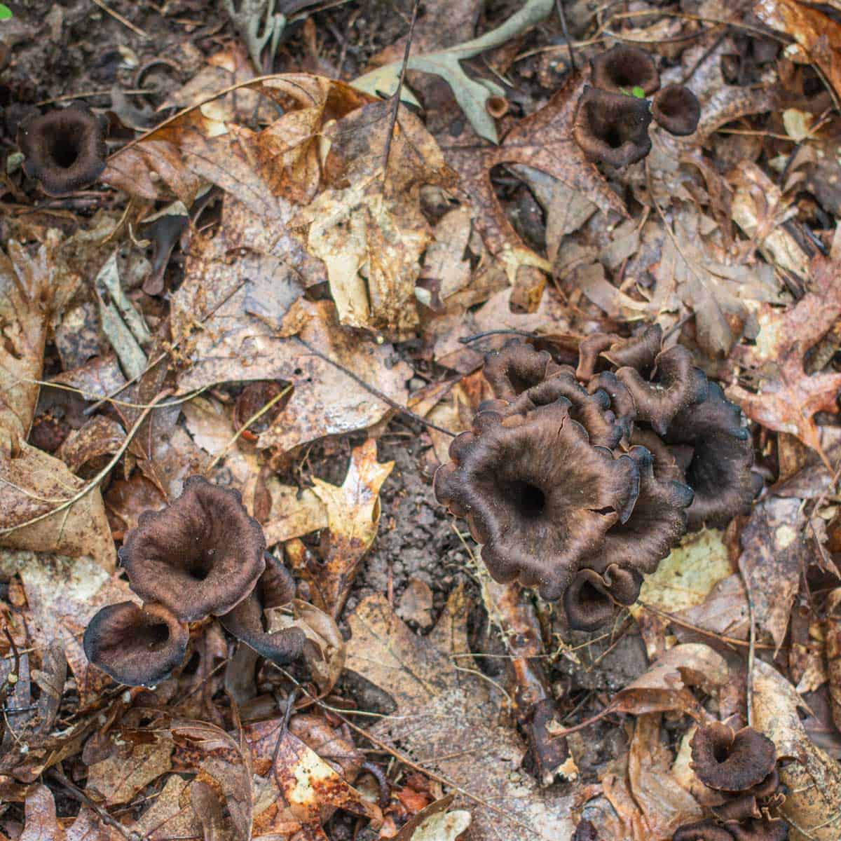 Black trumpet mushrooms or Craterellus fallax in minnesota viewed from above 