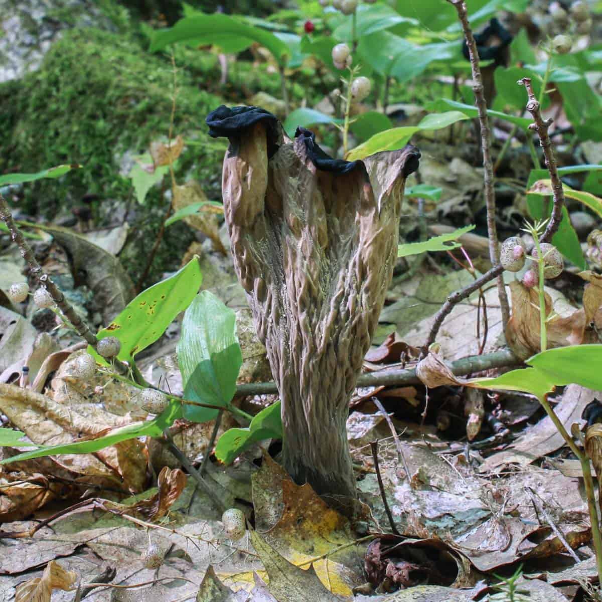 Black trumpet mushrooms or Craterellus fallax in wisconsin