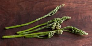 Fiddlehead Ferns: Identifying, Harvesting And Cooking