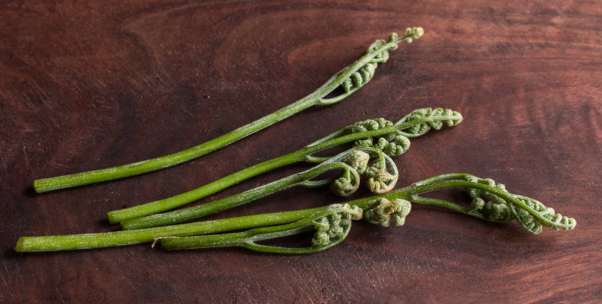 Edible Bracken Fern or Pteridium aquilinum