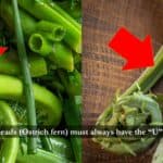 Close up of an edible fiddlehead fern stem