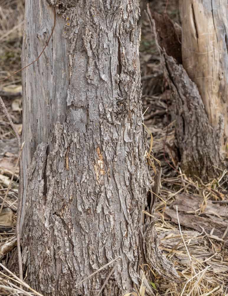 dead elm dead elm stump shedding bark