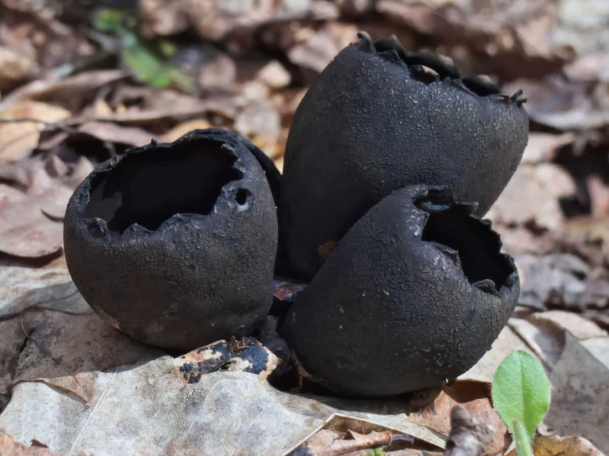 Devils urn (Urnula craterium) in the woods.