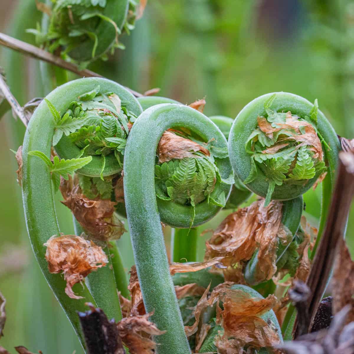 Edible ostrich fern fiddleheads or matteuccia struthiopteris.