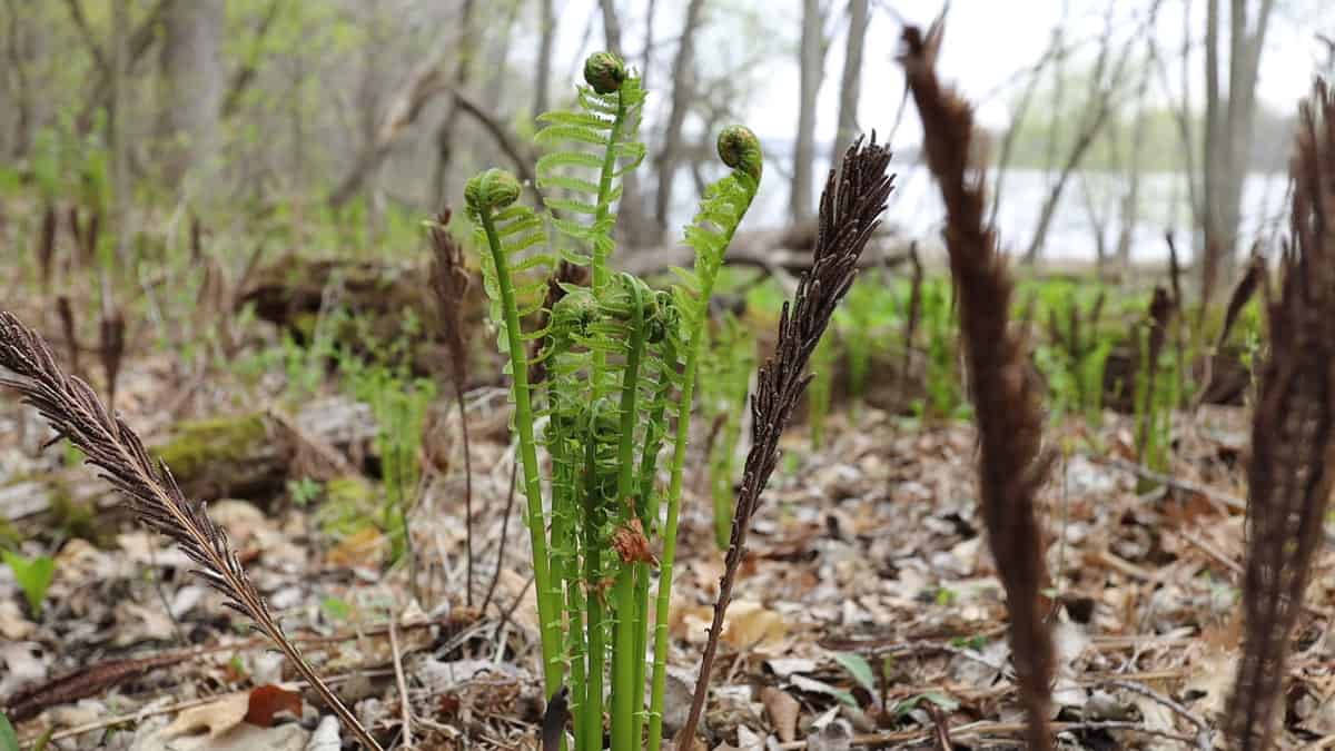 Fiddlehead Ferns: Identifying, Harvesting and Cooking