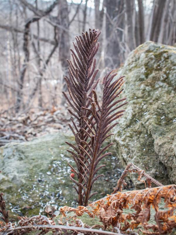 Fiddlehead Ferns: Identifying, Harvesting And Cooking