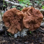 Gyromitra mushrooms or false morels