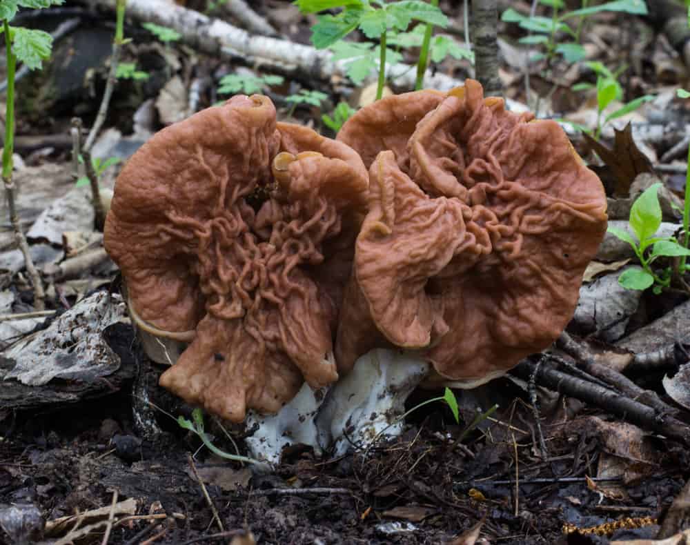 Gyromitra mushrooms or false morels