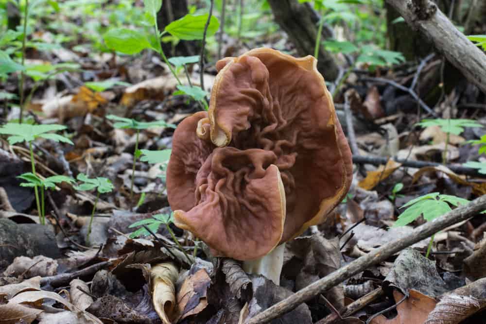 Gyromitra mushrooms or false morels