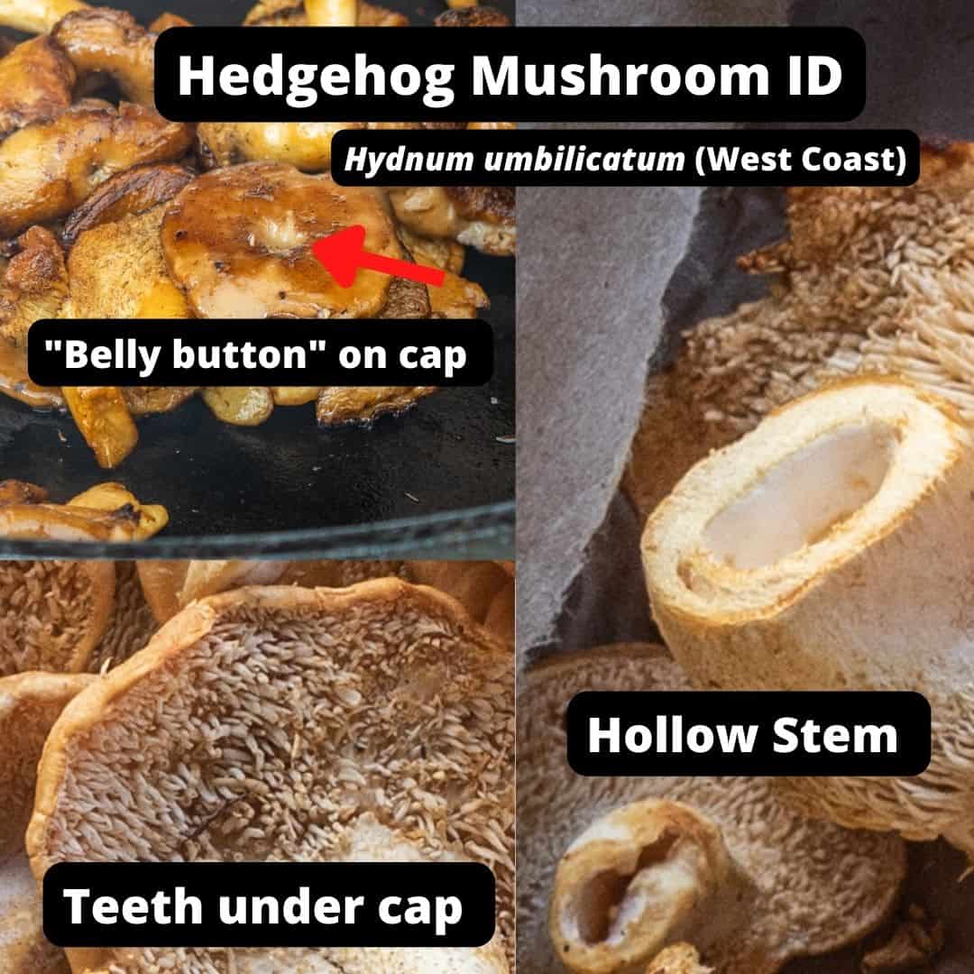 Hedgehog Mushroom Identification (Hydnum umbillicatum)