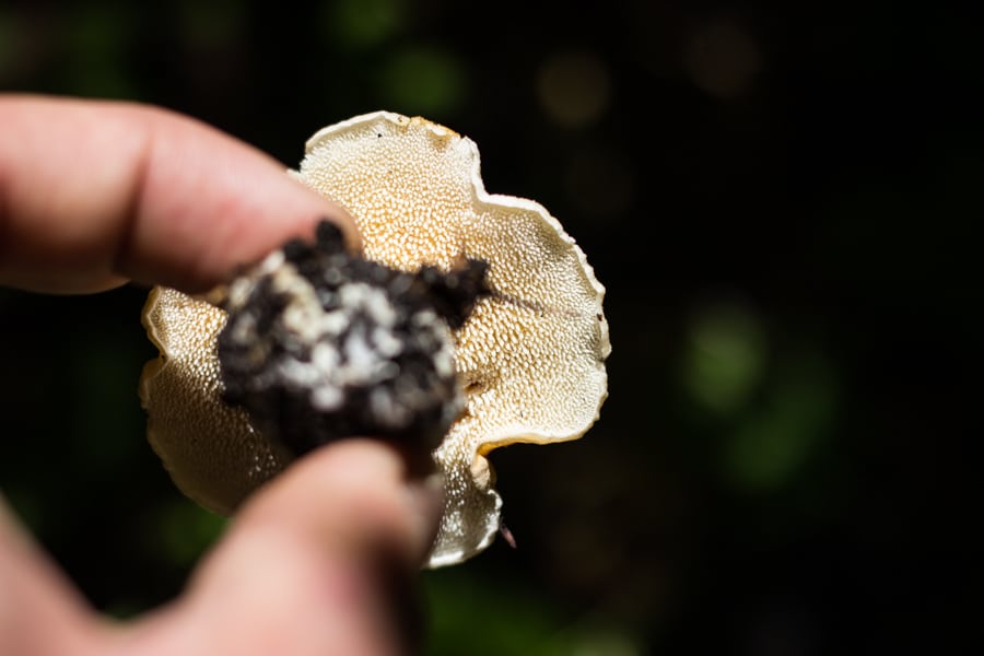 wild edible hedgehog mushrooms