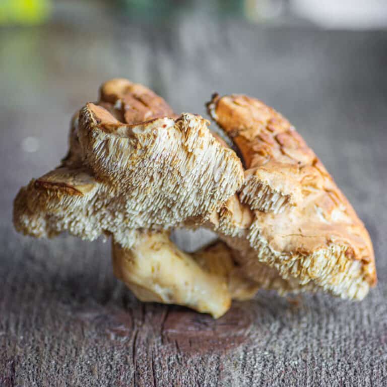 Hedgehog Mushrooms The Sweet Tooth Forager Chef
