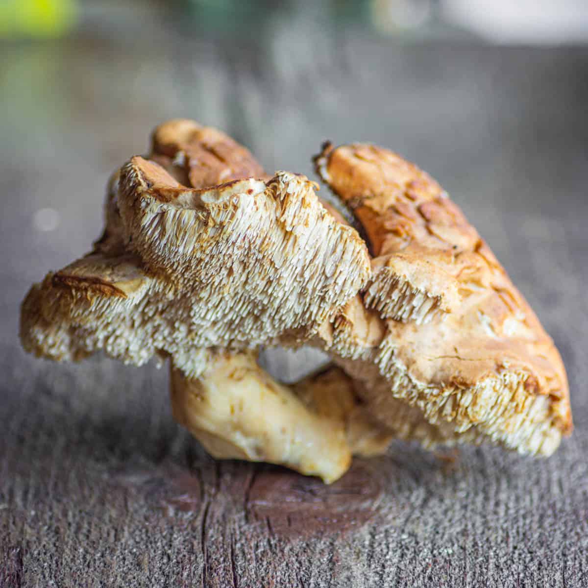 wild edible hedgehog mushrooms