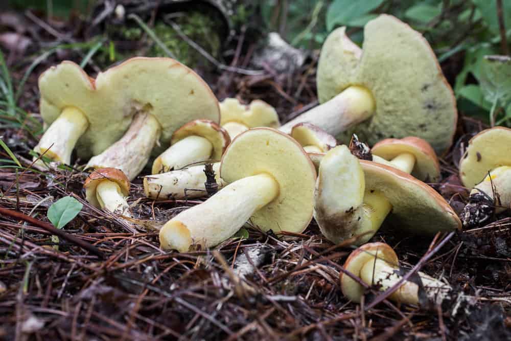 Hemileccinum subglabripes