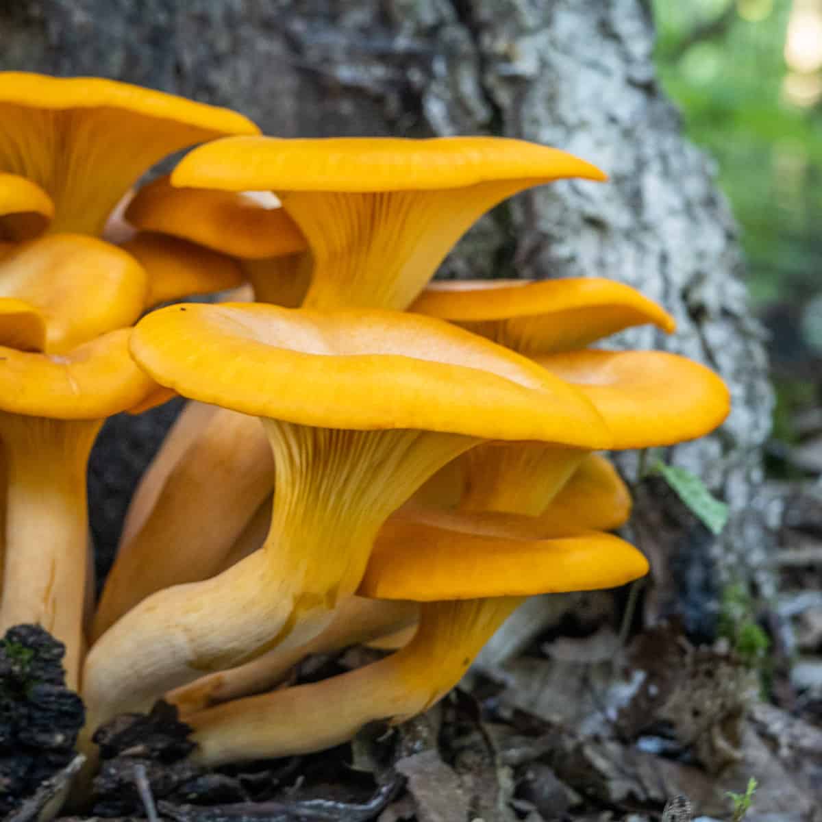 false chanterelle jack o lantern mushrooms minnesota