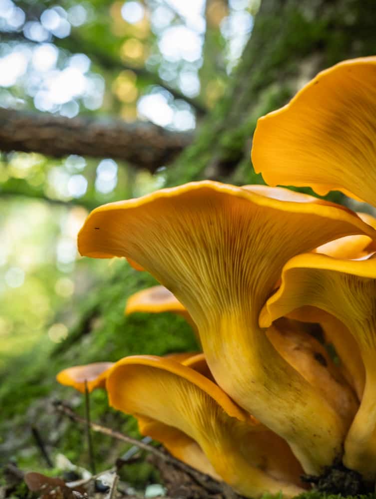 Close up of the gills on a cluster of jack o lantern mushrooms 