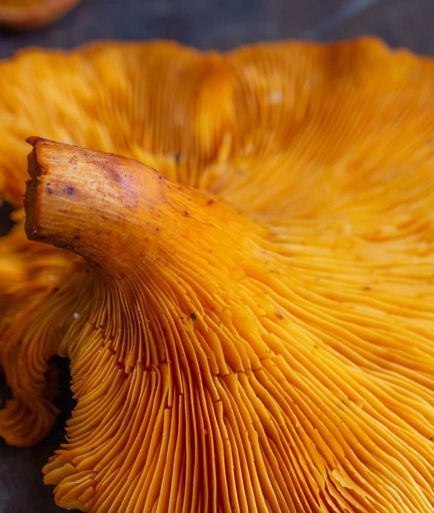 Close up of the gills on a cluster of jack o lantern mushrooms 