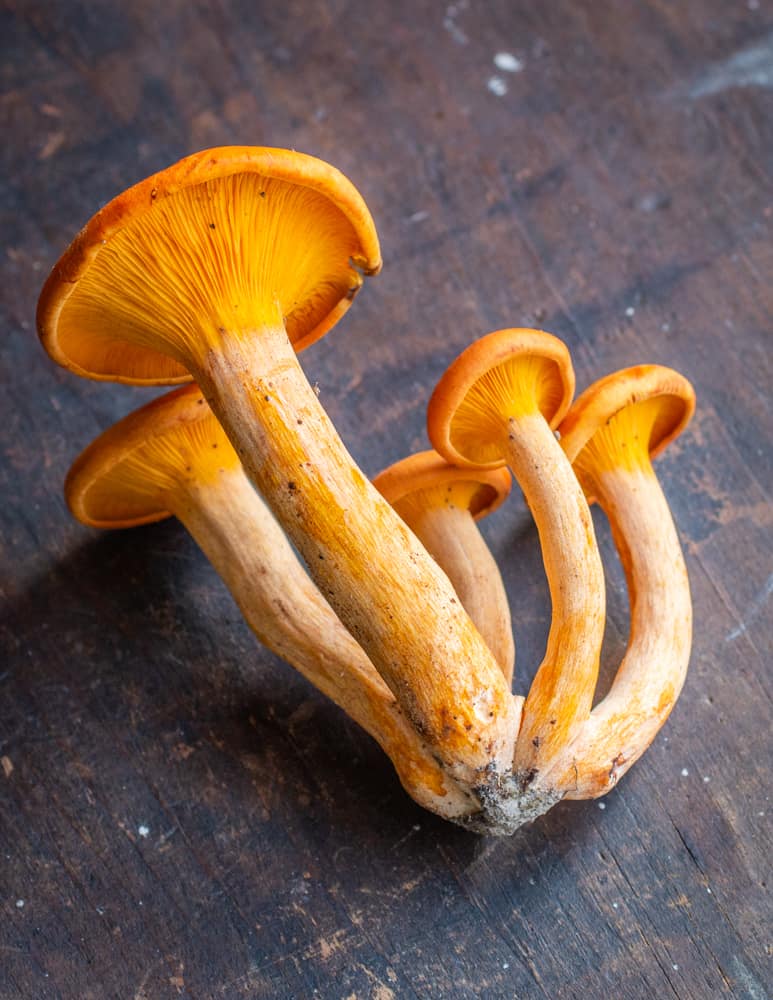 Young cluster of jack o'lantern mushrooms