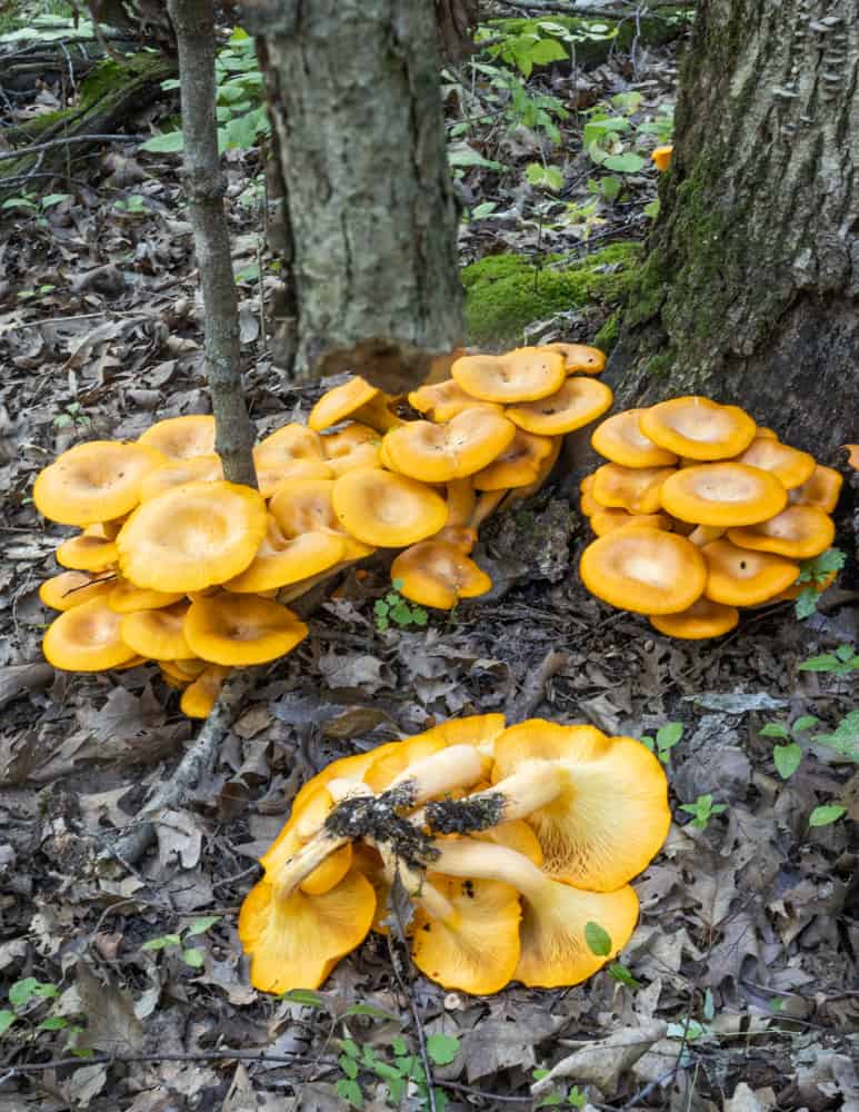 Clusters of poisonous jack o'lantern mushrooms 