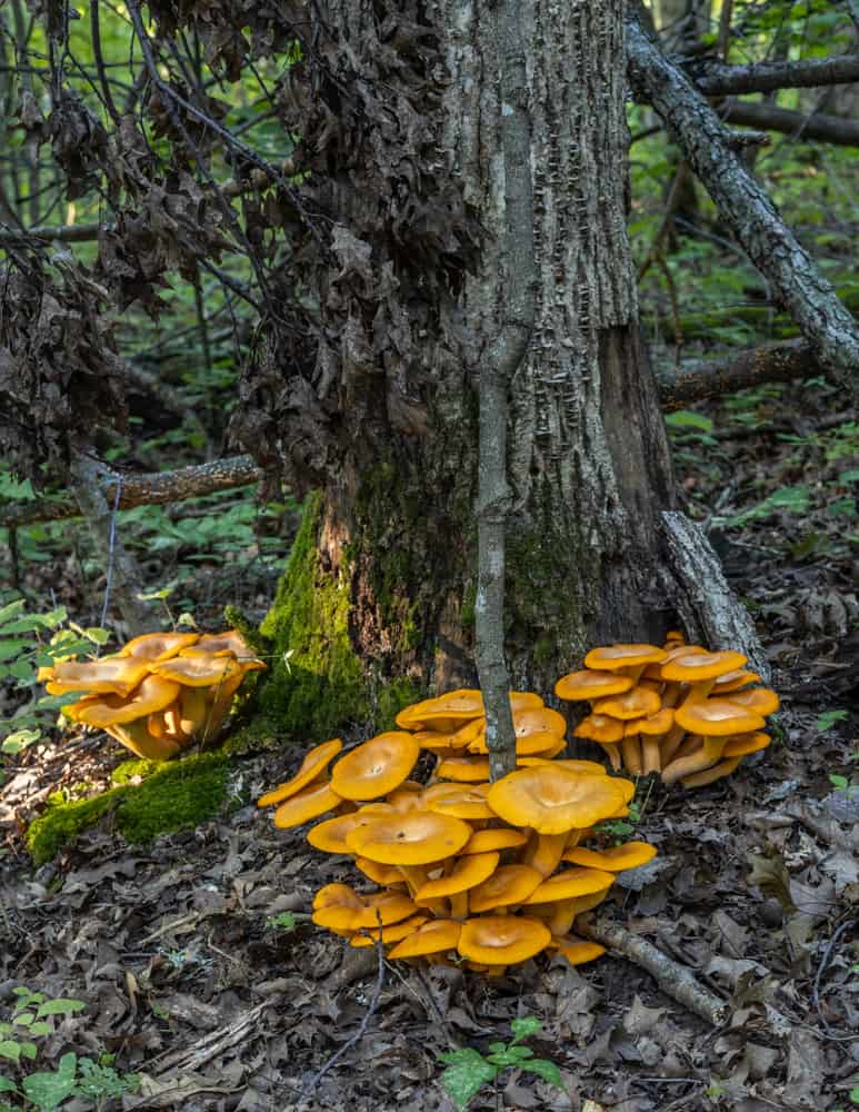 Clusters of poisonous jack o'lantern mushrooms 