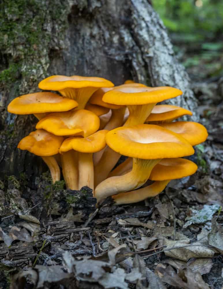 poisonous jack o'lantern mushrooms or omphalotus