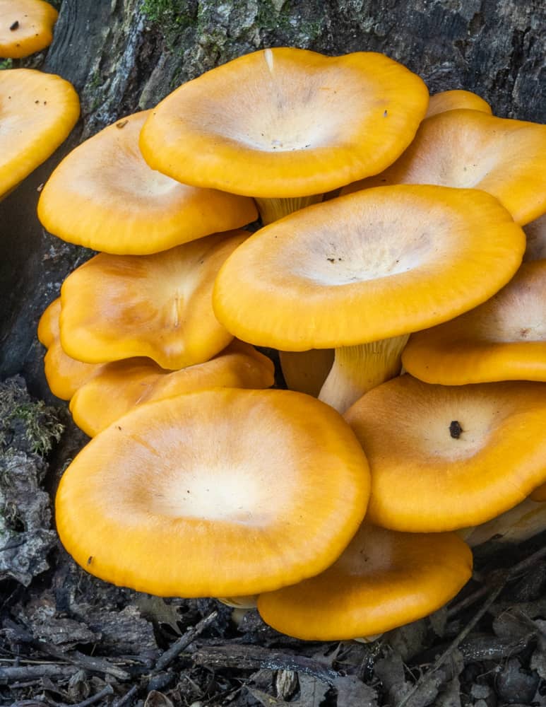 Jack O'Lantern mushrooms or Omphalotus illudens 