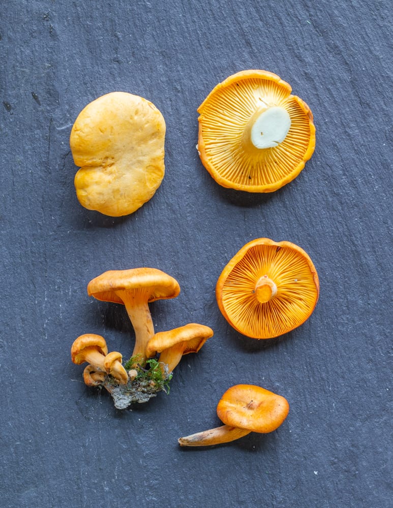 Chanterlle and jack o lantern mushrooms side by side for comparison 