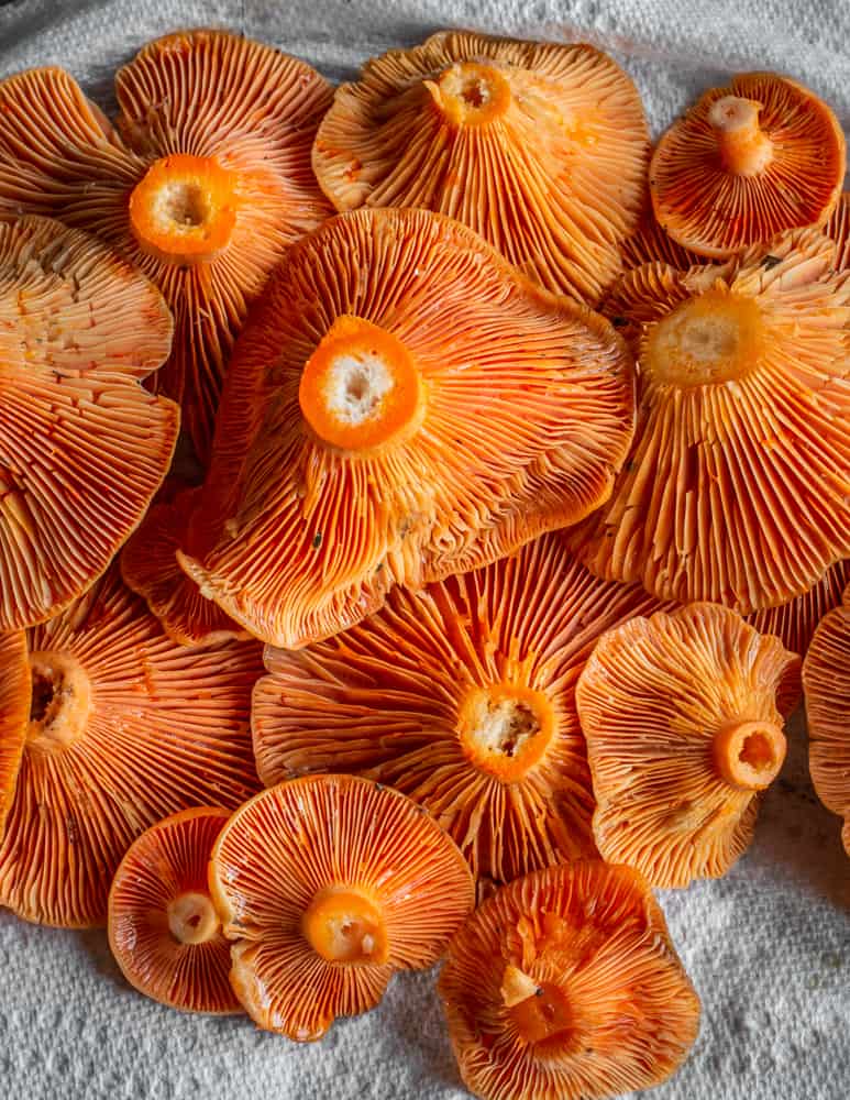 Saffron milk cap mushrooms cut showing orange staining