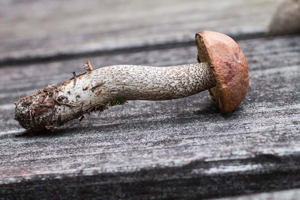 Leccinum mushroom from Nakemin, in the Boundary Waters.