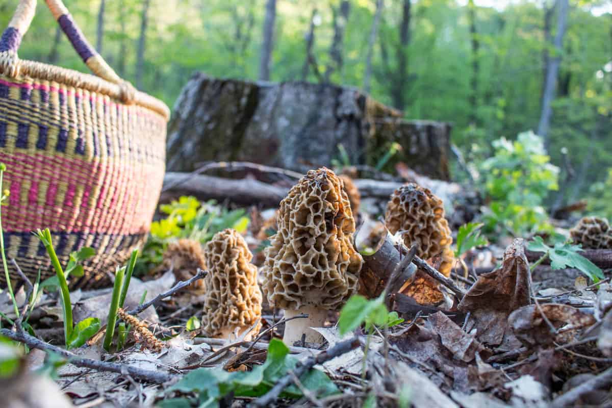 Hunting morels in logged woods in wisconsin 