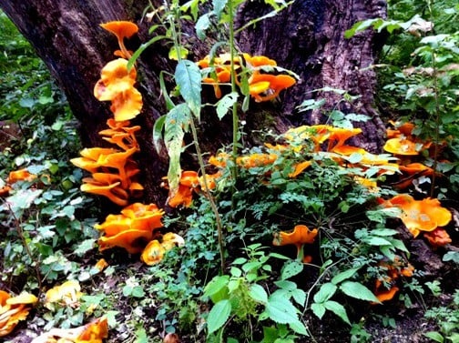 Massive Fruiting of Jack o lanterns