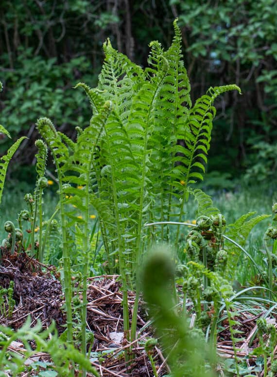 Mature ostrich fern