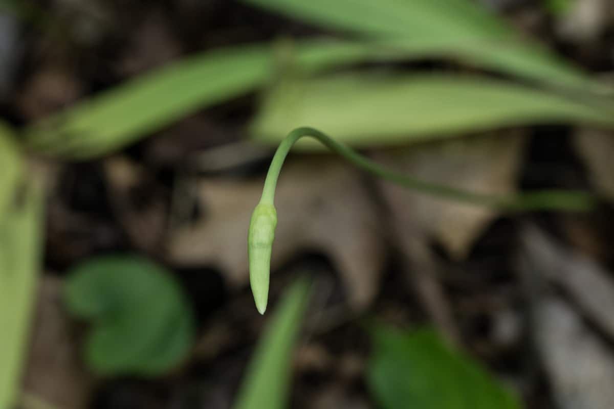 Ramp or wild garlic scapes