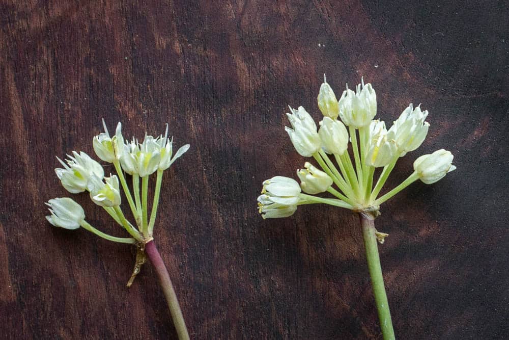 Wild ramp flowers 