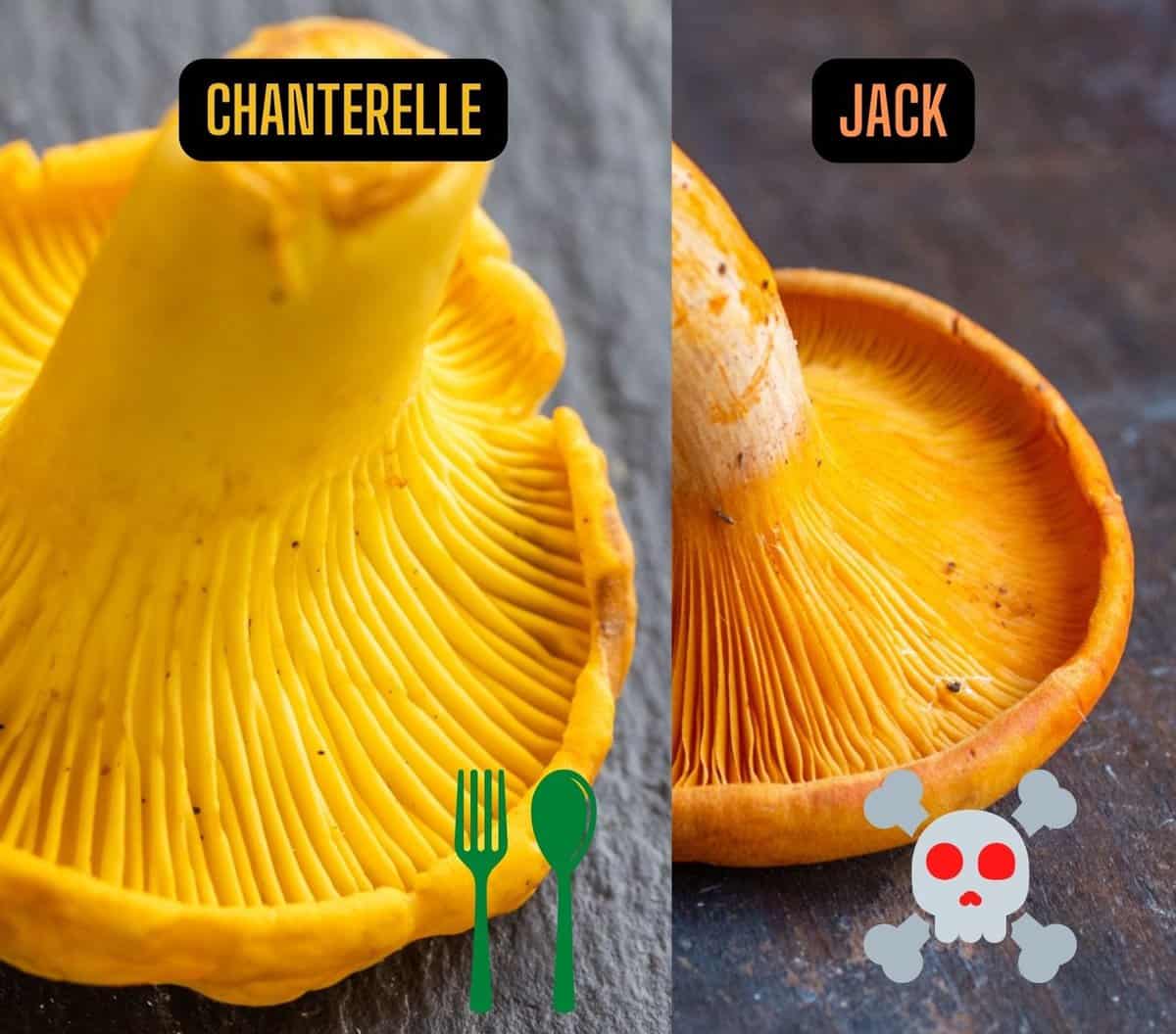 Chanterelle vs jack o lantern mushrooms 